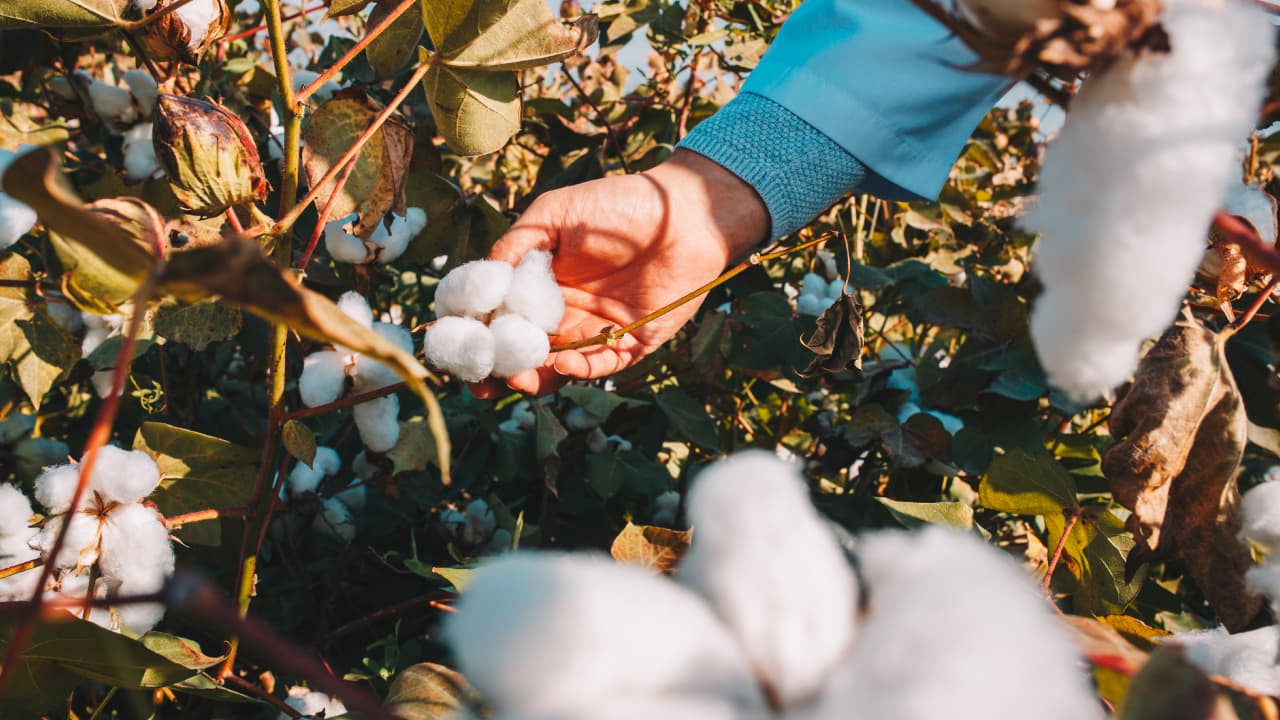 CottonSim: AI & GPS Robot Revolutionizes Autonomous Cotton Harvesting