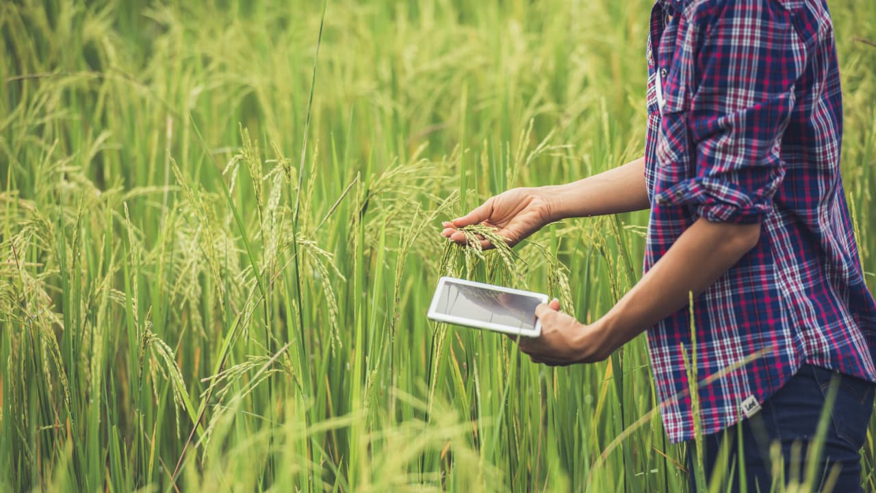 China's AI Rice Farming Competition: A Step Towards Smart Agriculture 